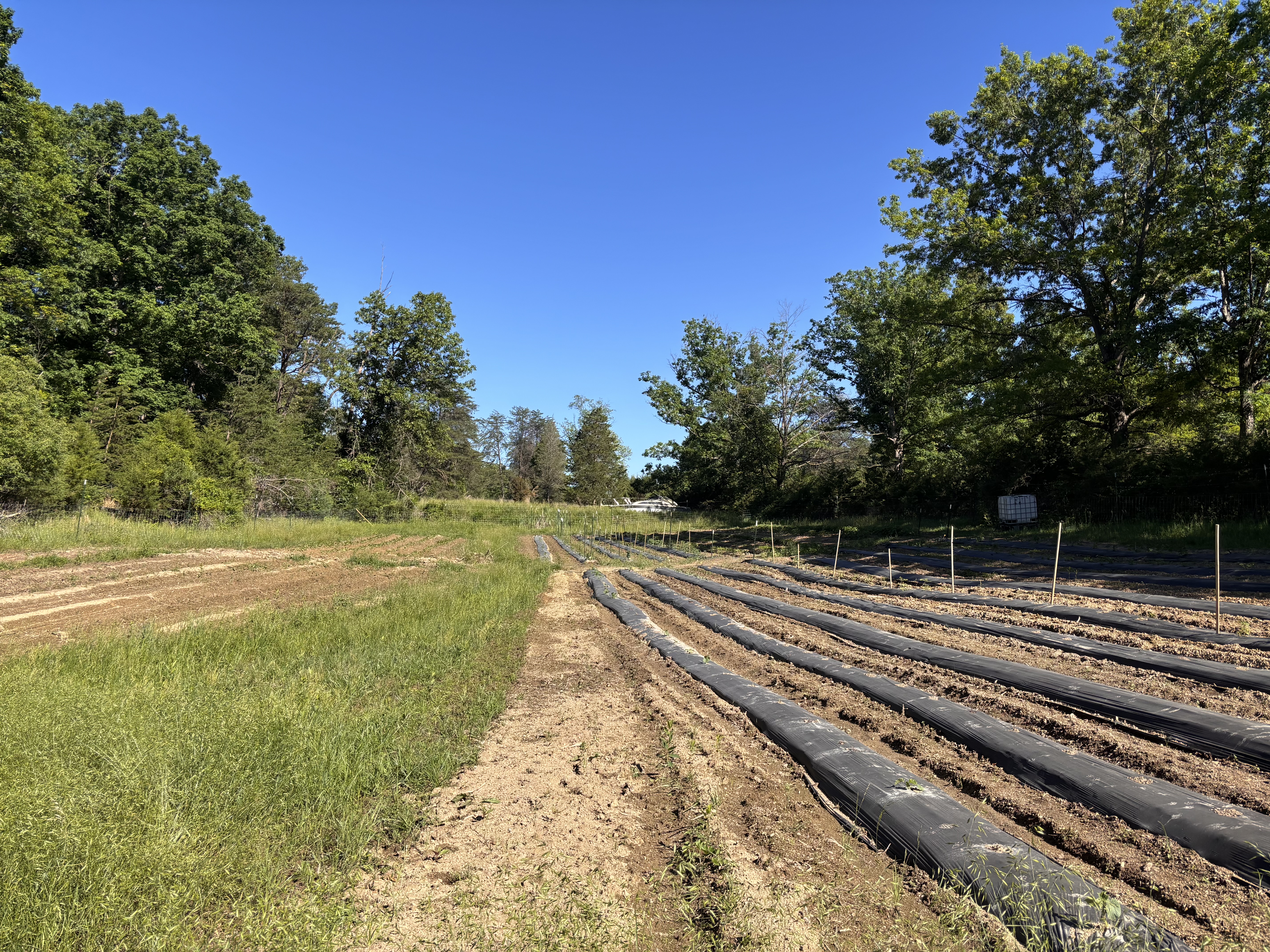 A well-maintained garden bed with black plastic mulch and drip irrigation lines installed, showing land preparation for vegetable growing, with wooded area and blue sky in background.